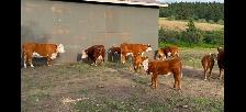 Hereford Cattle - Photo 8
