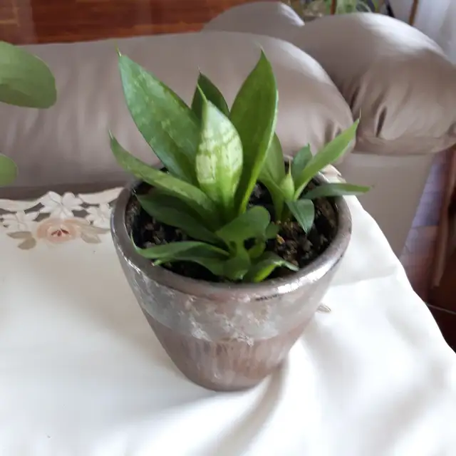 8PLANTES MAISON VERTES BLANCHE UNE ÀFLEURS MAUVES: $10.00CHACUNE