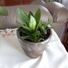 8PLANTES MAISON VERTES BLANCHE UNE ÀFLEURS MAUVES: $10.00CHACUNE