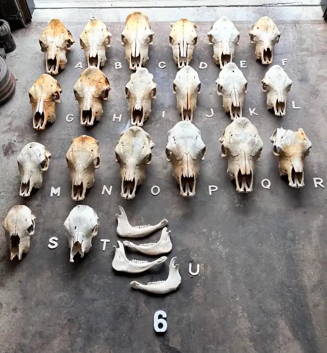 Hornless Cattle Skull T - Painting or Craft Project - $30