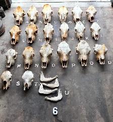 Hornless Cattle Skull T - Painting or Craft Project - $30