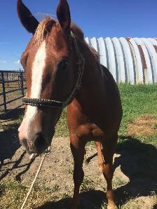 4 YEAR OLD 1/4 HORSE GELDING $3000