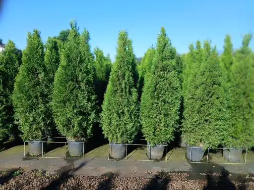 Cedar trees (Emeralds) Potted 6 - 8 feet