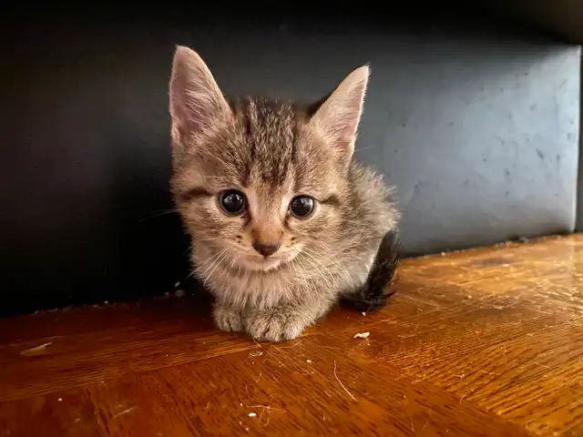 tabby & black kittens for sale