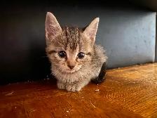 tabby & black kittens for sale