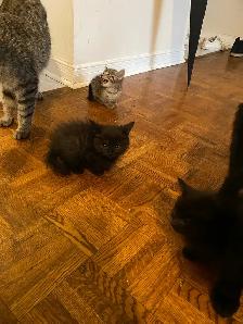 tabby & black kittens for sale - Photo 2