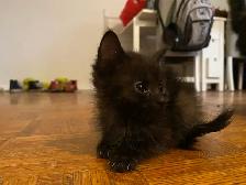 tabby & black kittens for sale - Photo 3