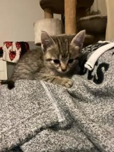 tabby & black kittens for sale - Photo 4