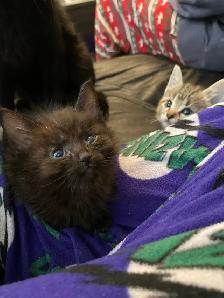 tabby & black kittens for sale - Photo 5