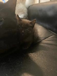 tabby & black kittens for sale - Photo 6