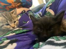 tabby & black kittens for sale - Photo 7