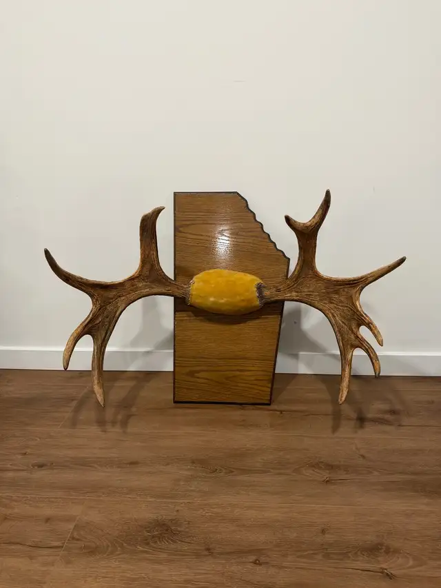 Large Moose Antler Wall Mount – Rustic Decor