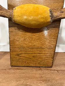Large Moose Antler Wall Mount – Rustic Decor - Photo 2