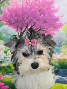SHORKIE FEMALE - Photo 4
