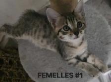 SAVANNAH HIGHLANDER FEMELLES DISPONIBLE - Photo 4