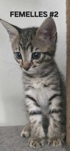 SAVANNAH HIGHLANDER FEMELLES DISPONIBLE - Photo 5