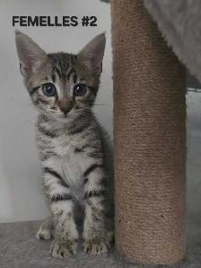 SAVANNAH HIGHLANDER FEMELLES DISPONIBLE - Photo 6
