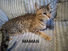 SAVANNAH HIGHLANDER FEMELLES DISPONIBLE - Photo 8