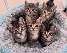 Beautiful RARE Kittens- Ready Now - Photo 2