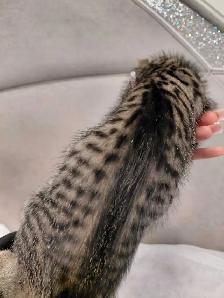 Beautiful RARE Kittens- Ready Now - Photo 4