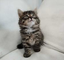 Chaton sibérien hypoallergénique