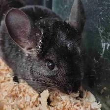 baby chinchillas