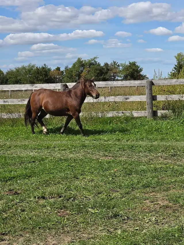 Pony Mare