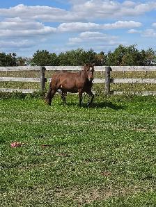 Pony Mare - Photo 2