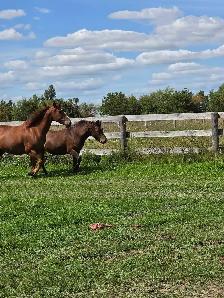Pony Mare - Photo 3