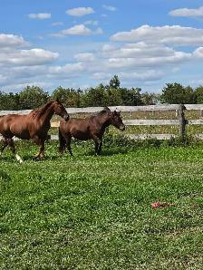Pony Mare - Photo 4