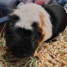guinea pigs