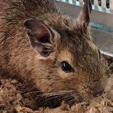 Baby degus