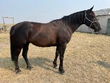 Draft cross Ranch Gelding