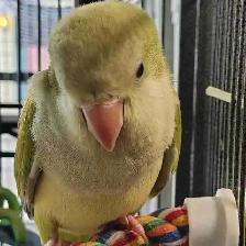 baby opline quaker