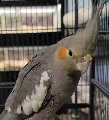 baby cockatiel
