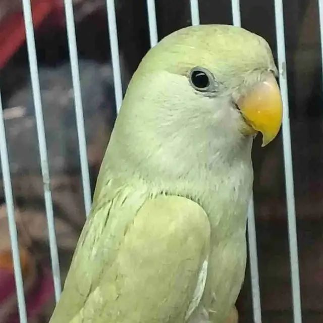 young baby lovebird