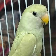young baby lovebird