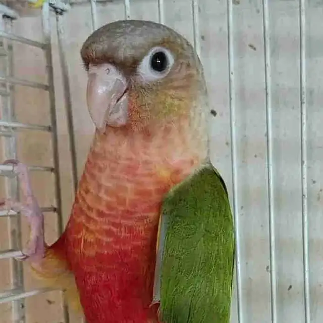 baby red Factor pineapple conure