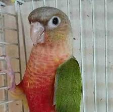 baby red Factor pineapple conure