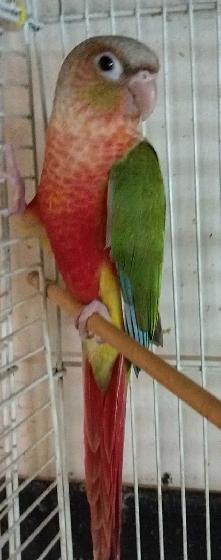 baby red Factor pineapple conure - Photo 2