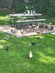 Afghan Home Pigeons