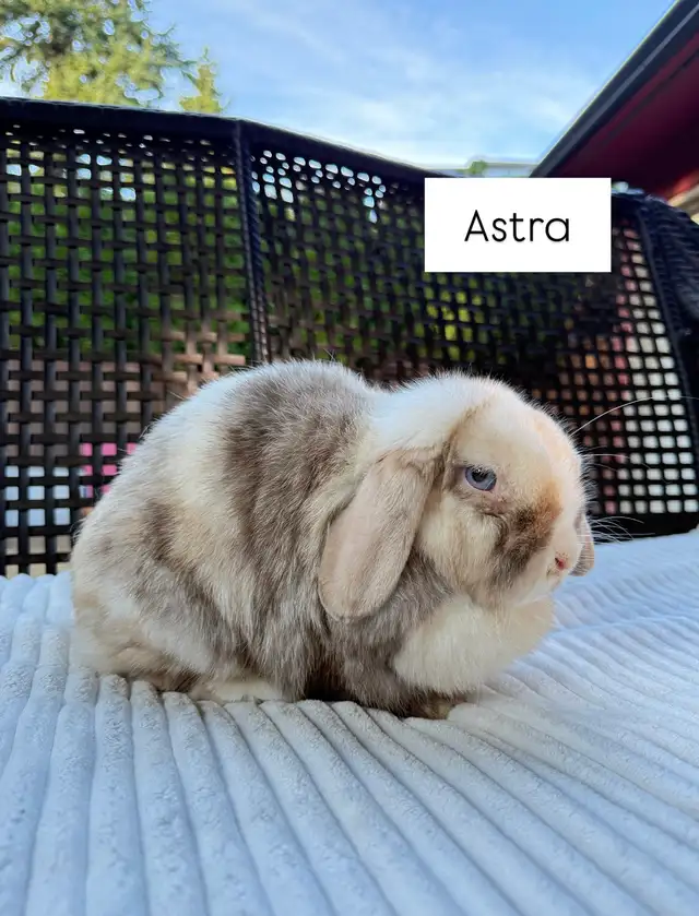 Spayed Female Holland Lop Bunny