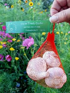 Garlic for Sale