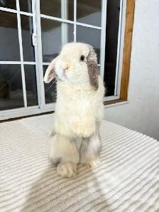Sweet Male Holland Lop Bunny - Photo 5