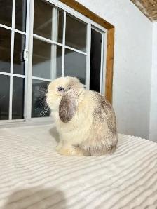 Sweet Male Holland Lop Bunny - Photo 6