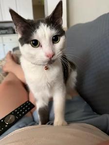 cat for rehoming