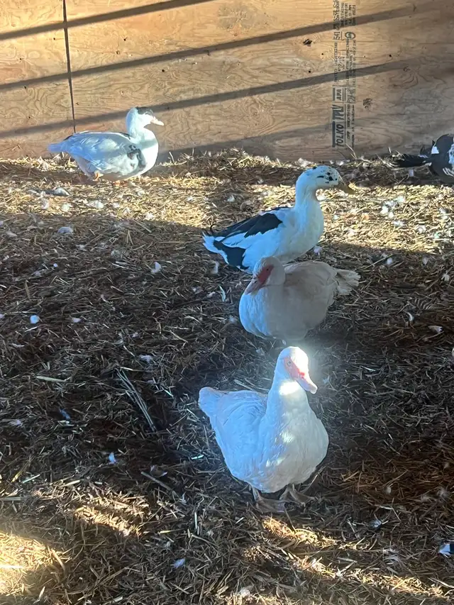 Ducks (Muscovy and variety)
