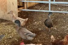 Ducks (Muscovy and variety) - Photo 2
