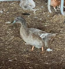 Ducks (Muscovy and variety) - Photo 3