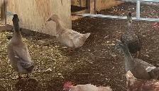 Ducks (Muscovy and variety) - Photo 4